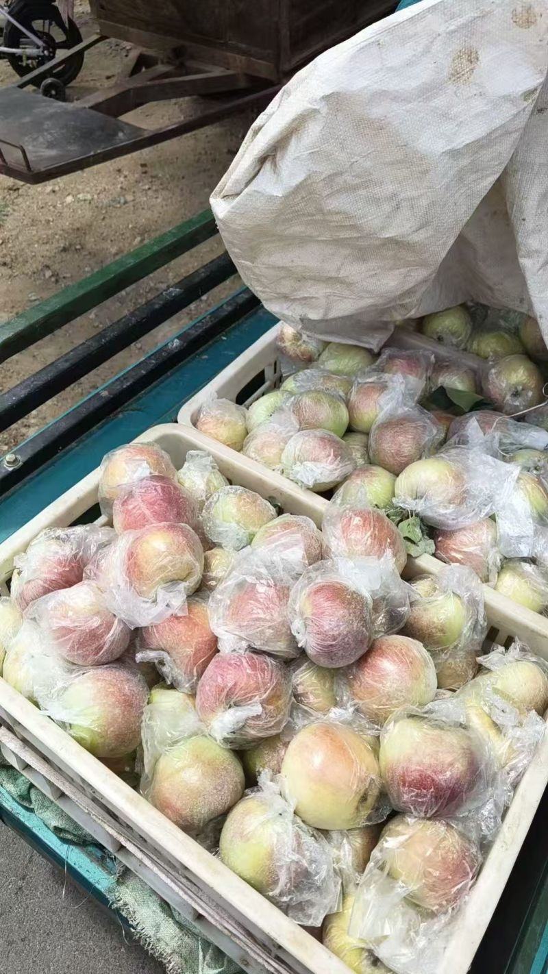 美八苹果大量上市，价格便宜，货源充足，真实报价