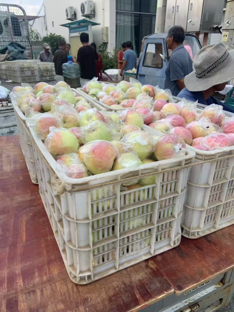 美八苹果大量上市，价格便宜，货源充足，真实报价
