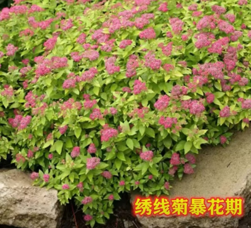 日本绣线菊金山绣线菊金焰绣线菊扦插苗及工程苗