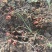 日本绣线菊金山绣线菊金焰绣线菊扦插苗及工程苗