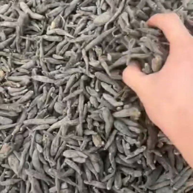 双参，童子参。对对参