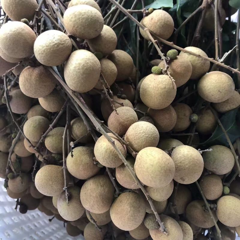 潮汕本地龙眼储良草埔石硖新鲜现摘现发批量订购
