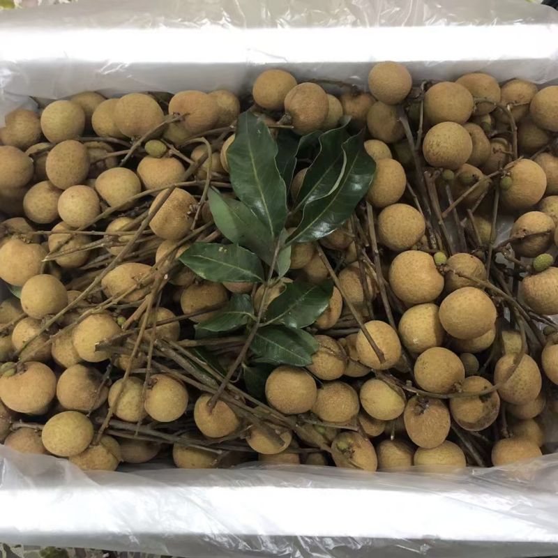 潮汕本地龙眼储良草埔石硖新鲜现摘现发批量订购