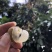 潮汕本地龙眼储良草埔石硖新鲜现摘现发批量订购