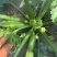 大棚胡芦
