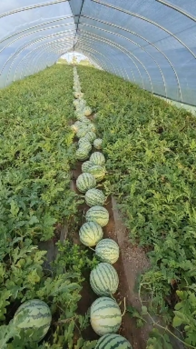 有籽美都西瓜