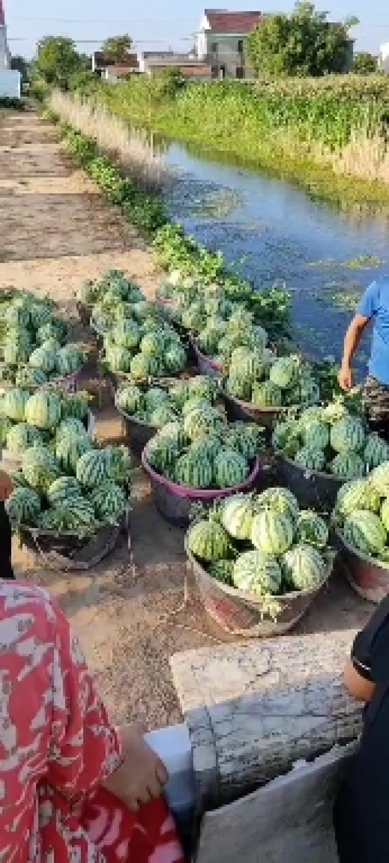 有籽美都西瓜