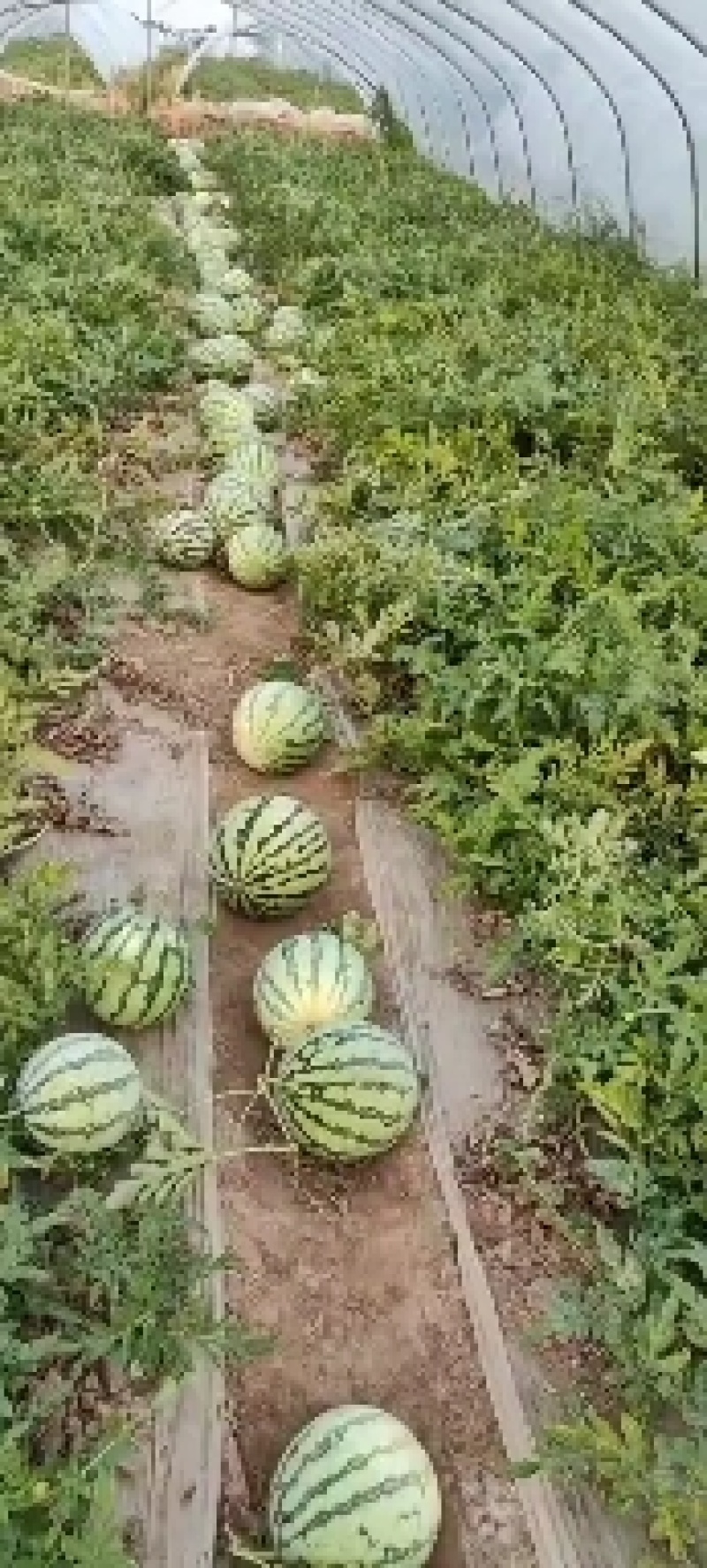 有籽美都西瓜