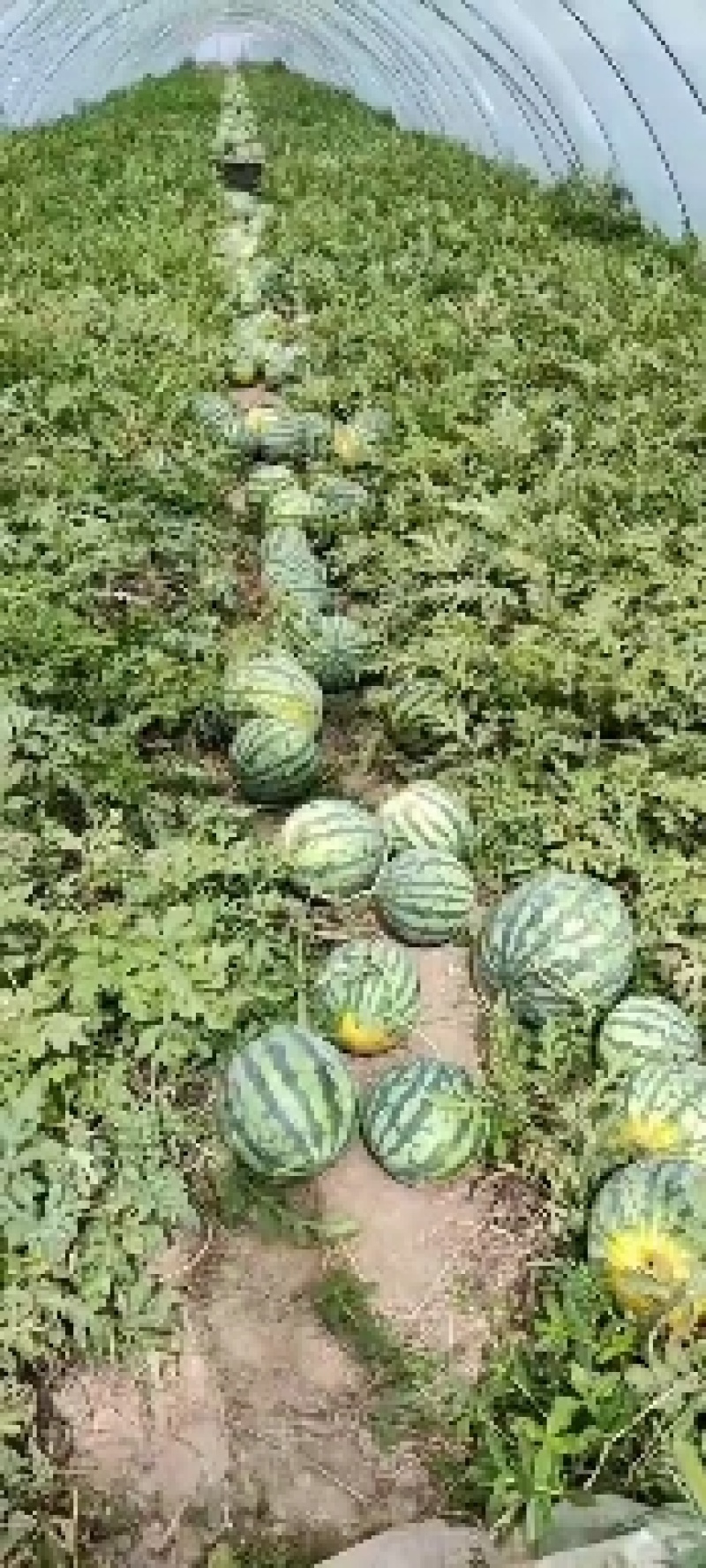 有籽美都西瓜