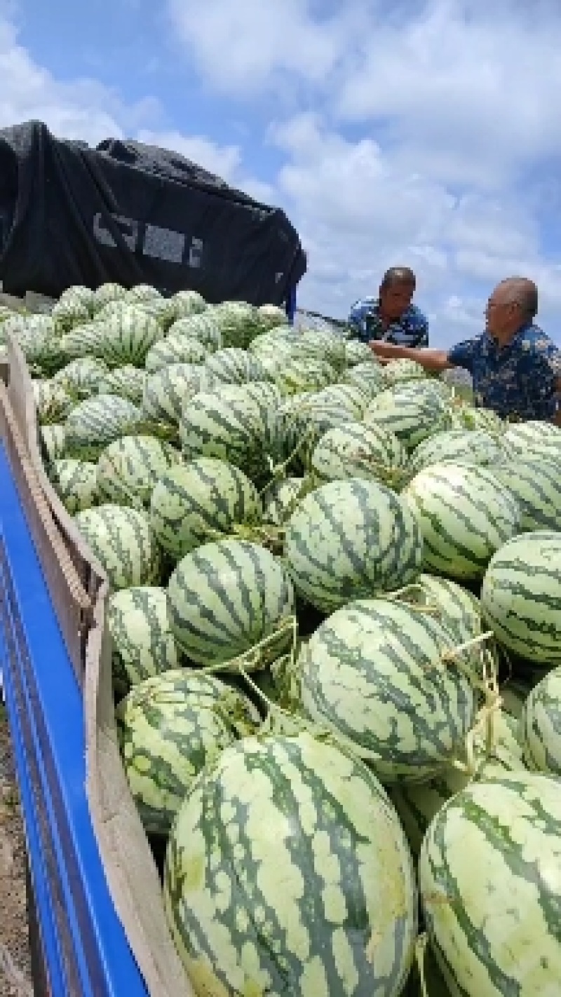 有籽美都西瓜