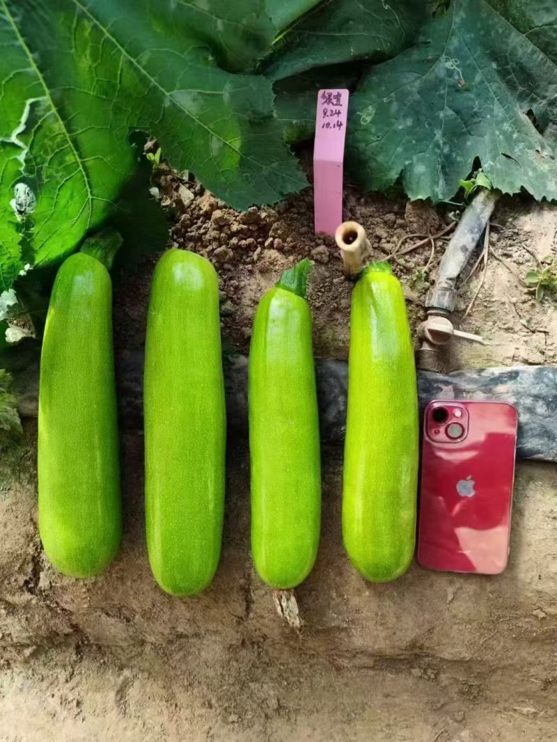 冬棚绿宝西葫芦种子早熟抗病高产油绿皮西葫芦种子耐低温性好