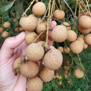 广西石峡龙眼，储良龙眼，大乌圆龙眼，皮薄肉厚，小核口感好