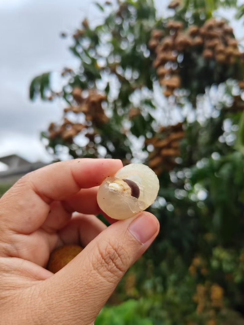 广西石峡龙眼，储良龙眼，大乌圆龙眼，皮薄肉厚，小核口感好