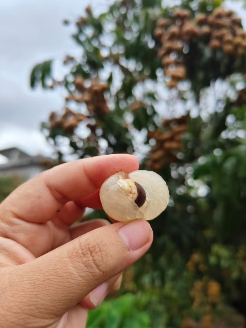 广西石峡龙眼，储良龙眼，大乌圆龙眼，皮薄肉厚，小核口感好