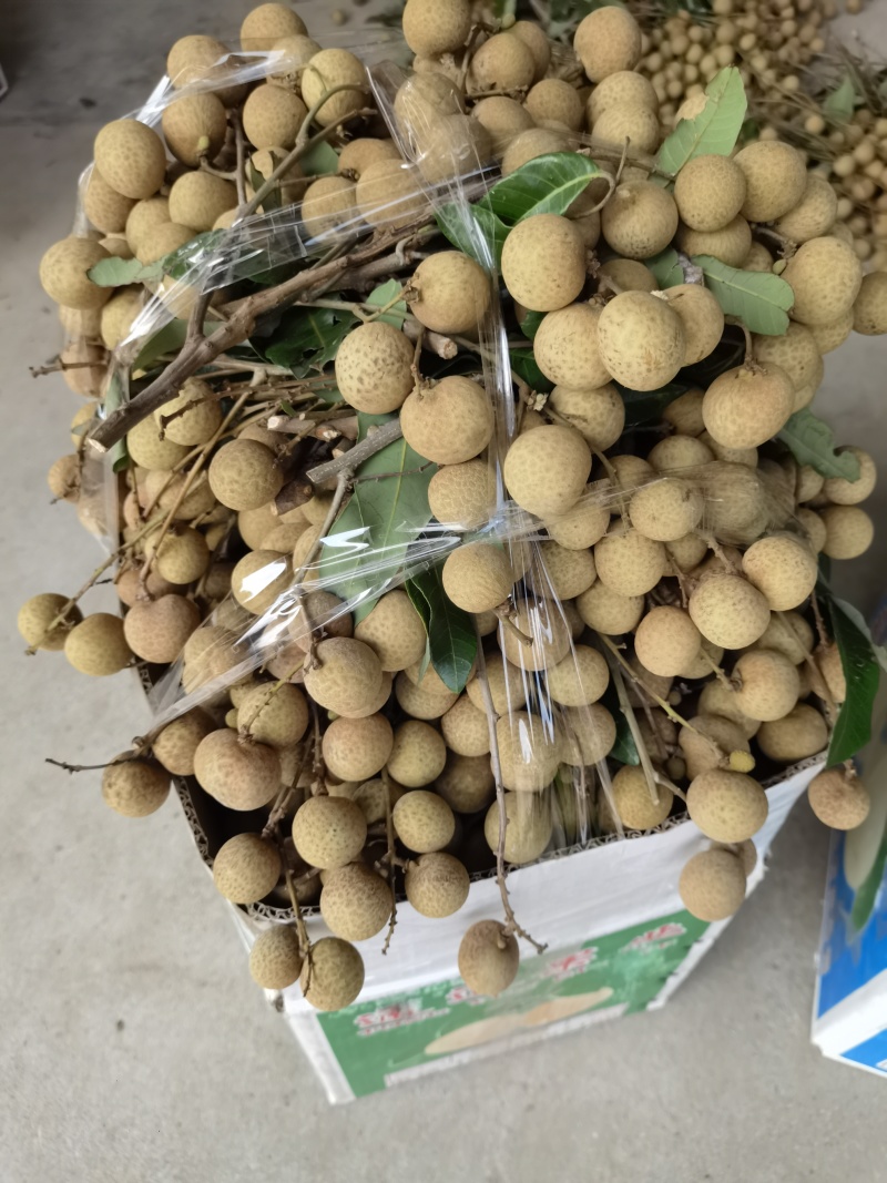 广西石峡龙眼，储良龙眼，大乌圆龙眼，皮薄肉厚，小核口感好