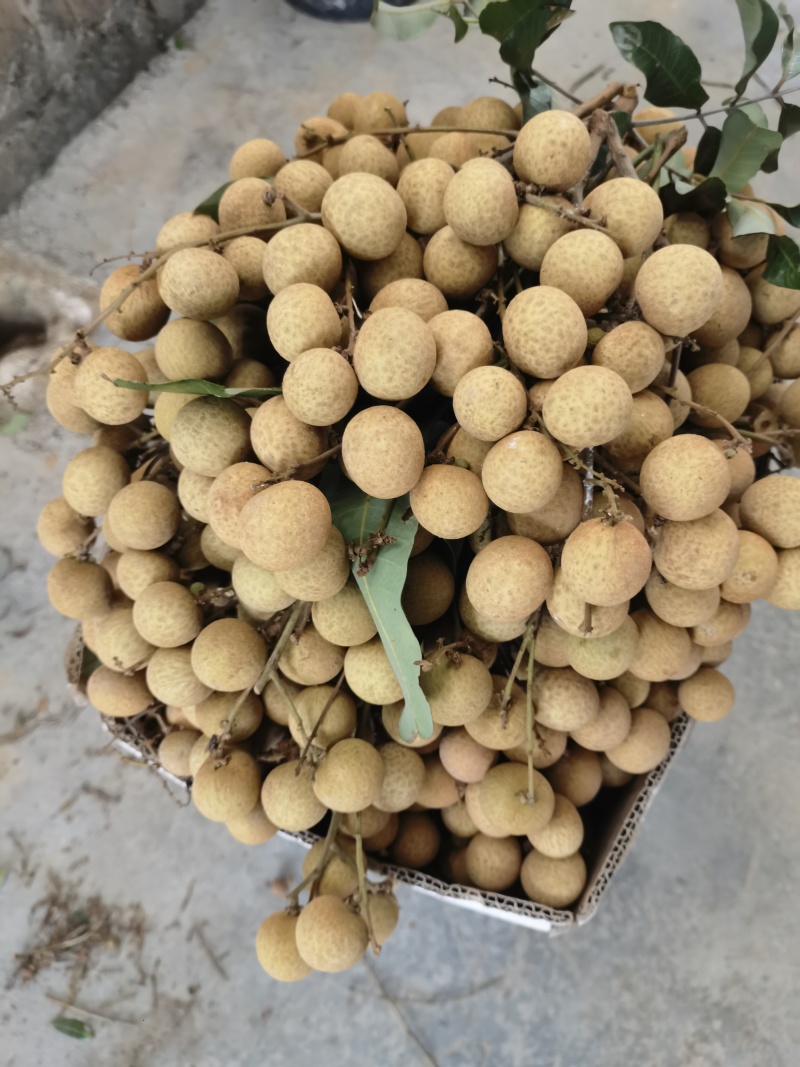 广西石峡龙眼，储良龙眼，大乌圆龙眼，皮薄肉厚，小核口感好