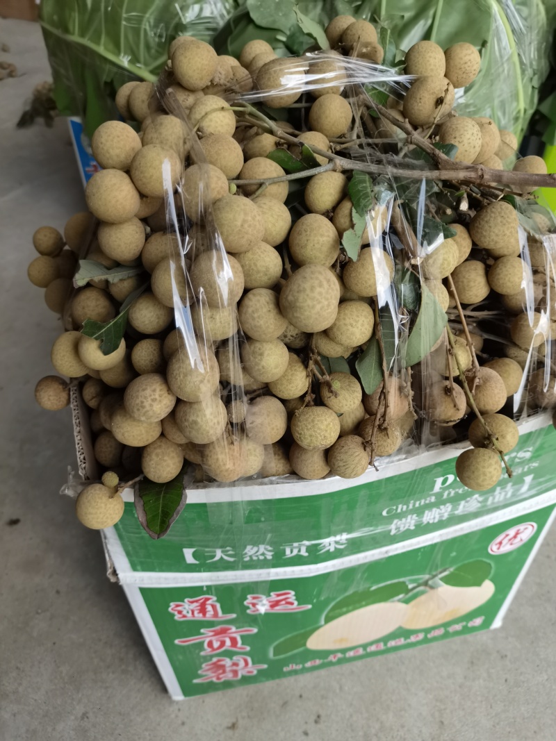 广西石峡龙眼，储良龙眼，大乌圆龙眼，皮薄肉厚，小核口感好