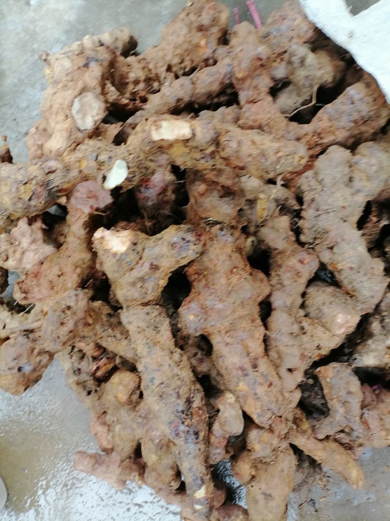 土茯苓粉质白肉一手货源产地直销长期供应
