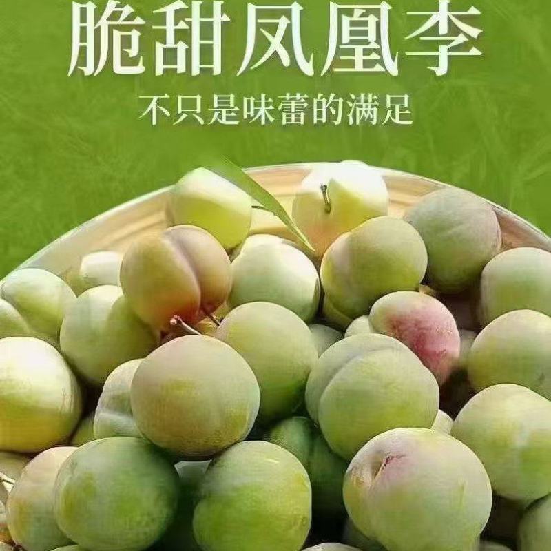 四川泸州叙永赤水河。凤凰李。大量上市。对接市场电商老板