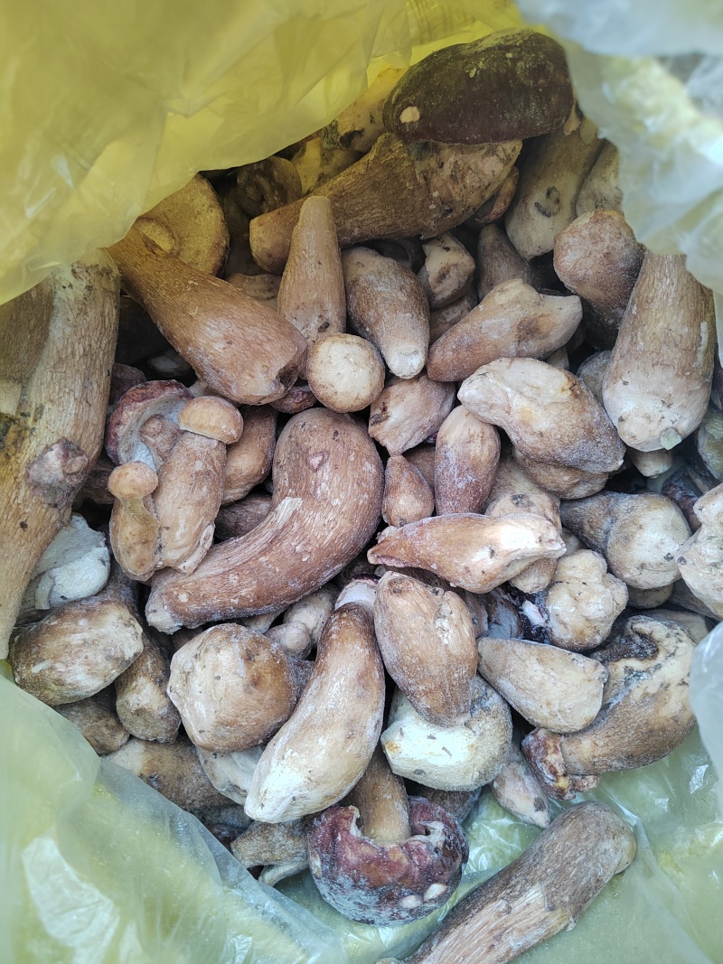 牛肝菌