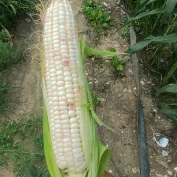 花糯玉米