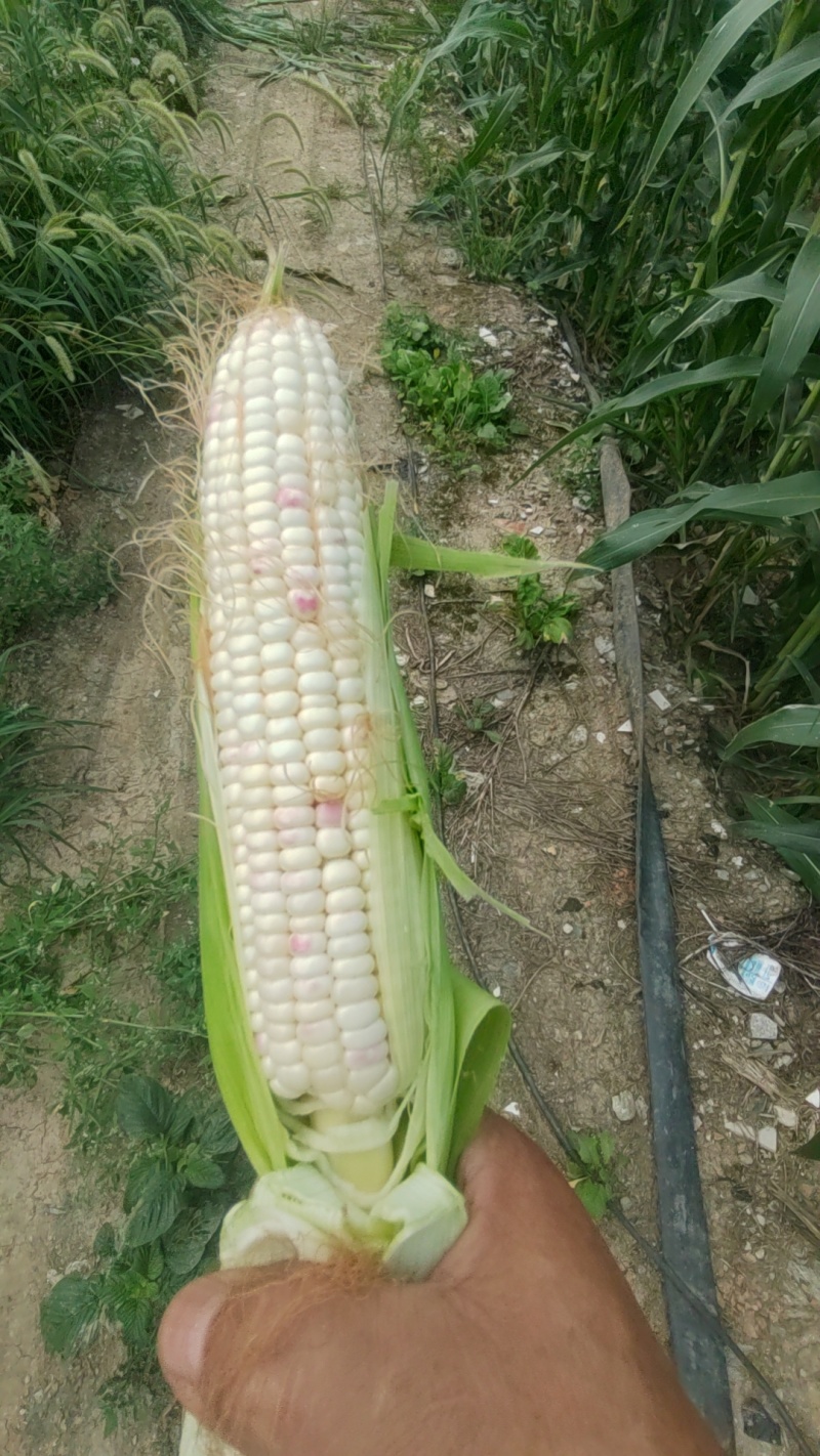 花糯玉米