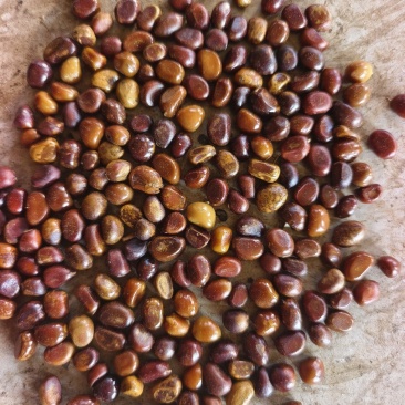 内蒙地产赤芍籽大量现货，现在正是种植季，需要联系