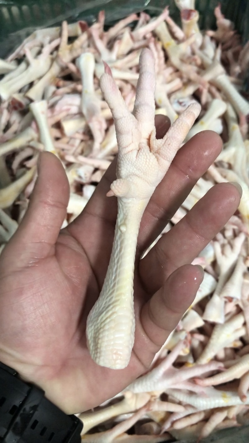 鲜鸡脚