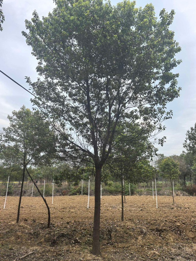 香樟樟树16-18-20