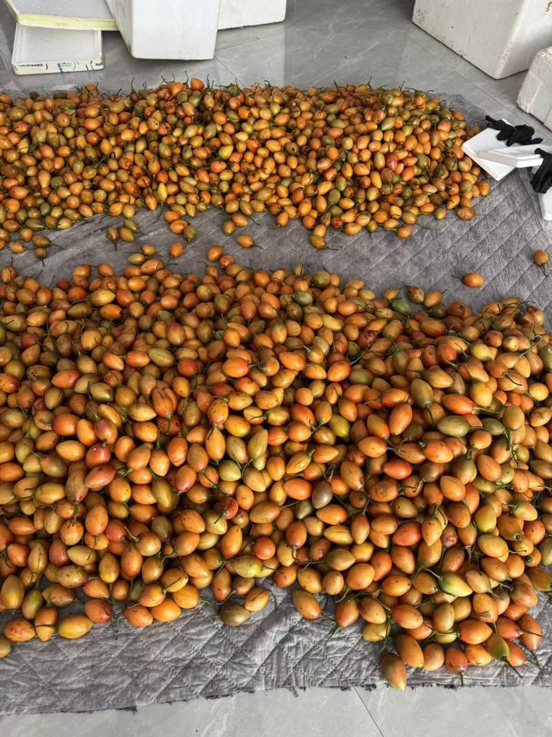 精品树番茄