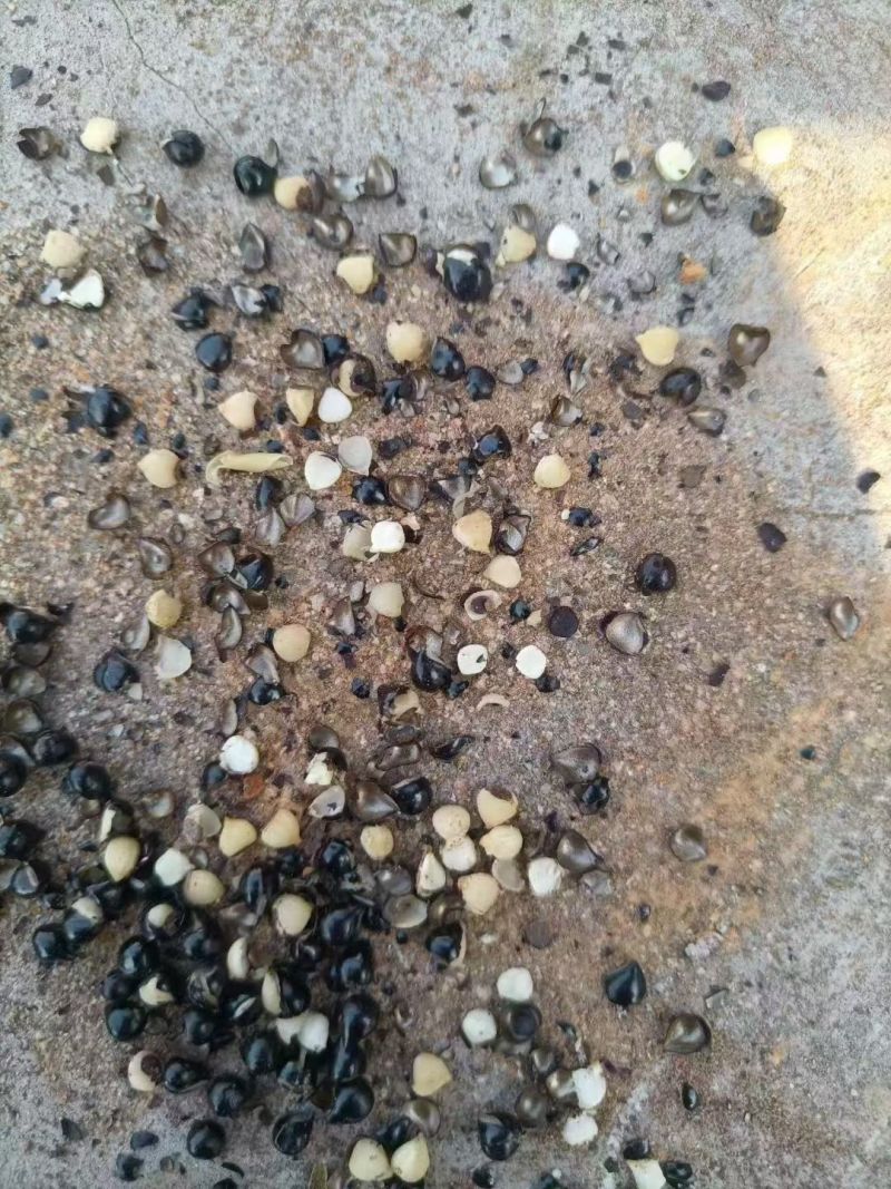 白鲜皮多年生品种白鲜皮籽秋天大量有货，买货的提前联系