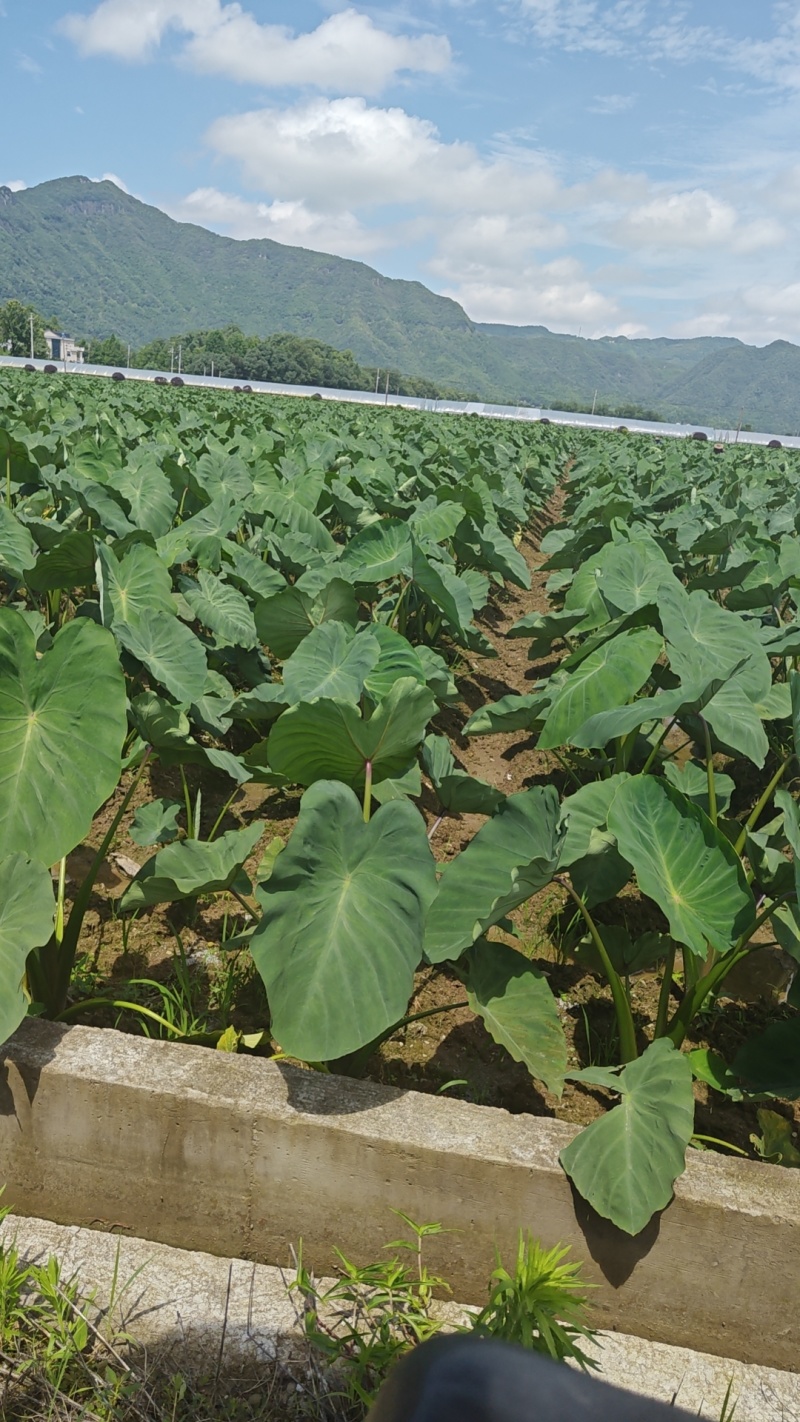 红芽芋头还有一个月上市精品红芽芋包上车2块一斤