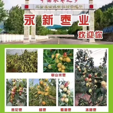精品蜜枣之乡