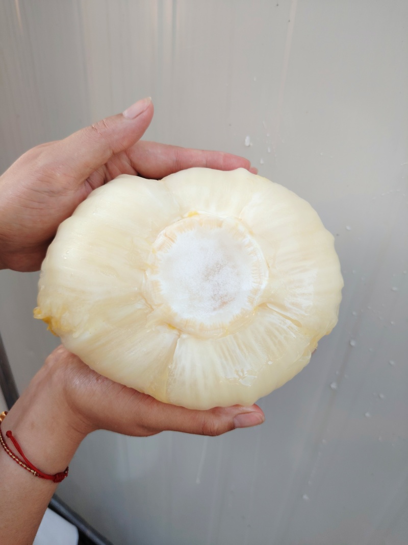 东北酸菜乳酸菌发酵酸菜线上一件代发线下高品质代工