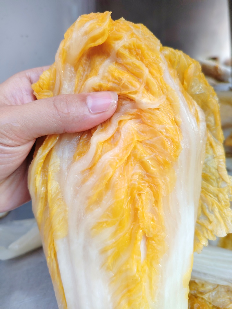 东北酸菜乳酸菌发酵酸菜线上一件代发线下高品质代工
