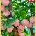 【高山芙蓉李】红心粉厚个大多汁脆甜专业对接电商市场各大仓