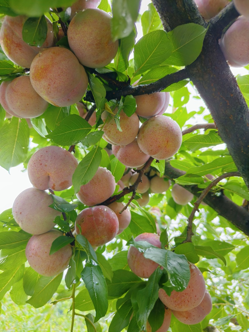 【高山芙蓉李】红心粉厚个大多汁脆甜专业对接电商市场各大仓