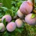 【高山芙蓉李】红心粉厚个大多汁脆甜专业对接电商市场各大仓