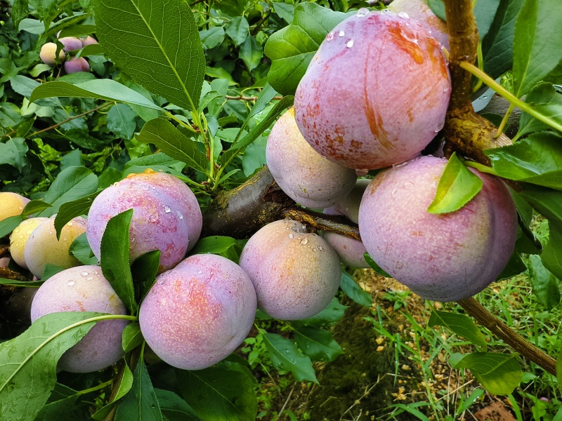 【高山芙蓉李】红心粉厚个大多汁脆甜专业对接电商市场各大仓