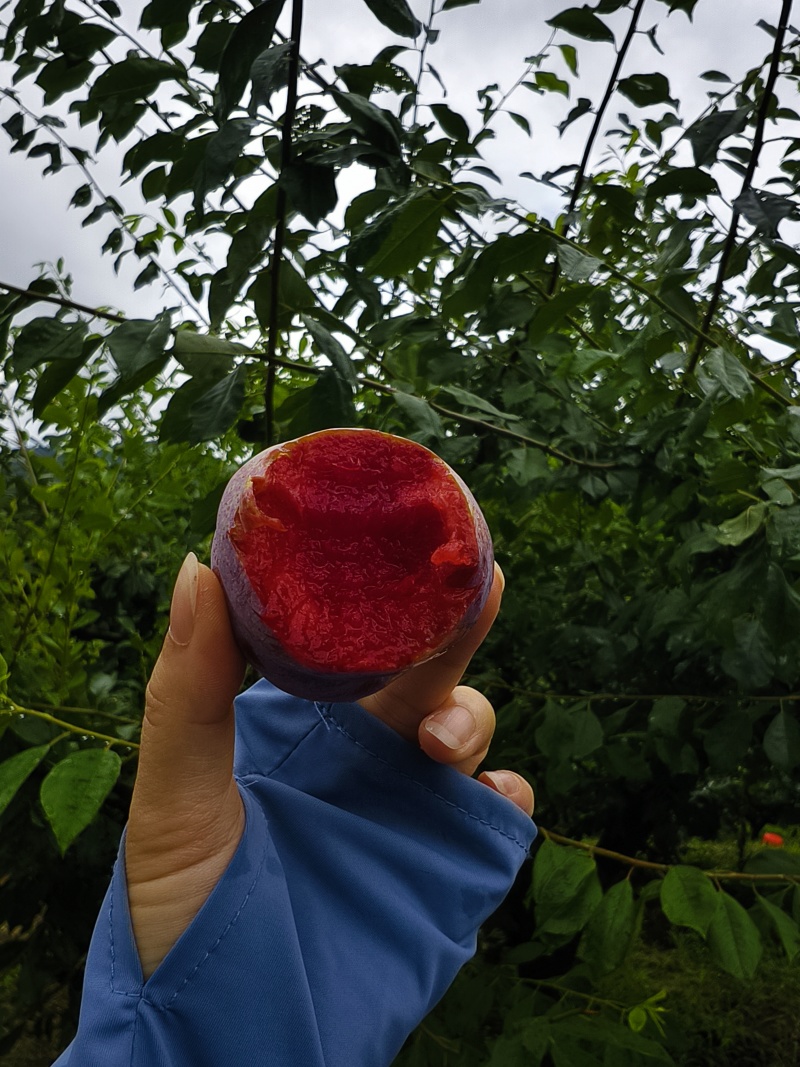 【高山芙蓉李】红心粉厚个大多汁脆甜专业对接电商市场各大仓