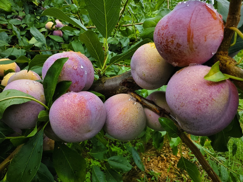 【高山芙蓉李】红心粉厚个大多汁脆甜专业对接电商市场各大仓