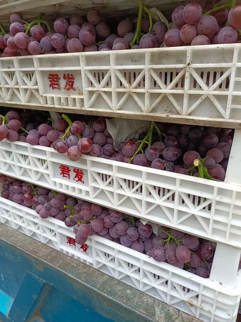 巨峰葡萄颗粒均匀，颗粒均匀！