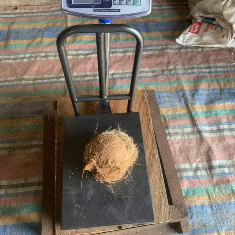 毛椰
