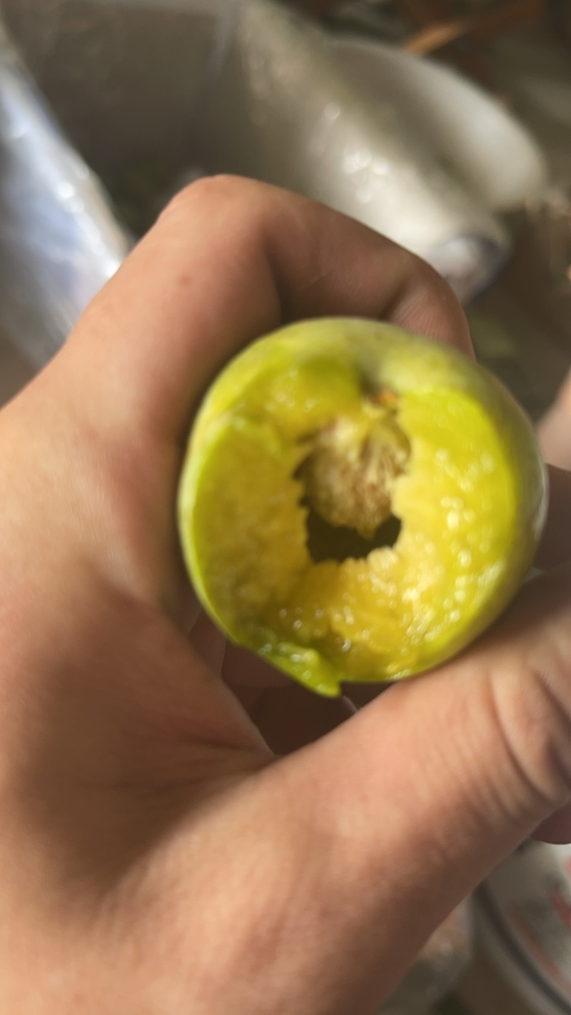 茂县青脆大量上市