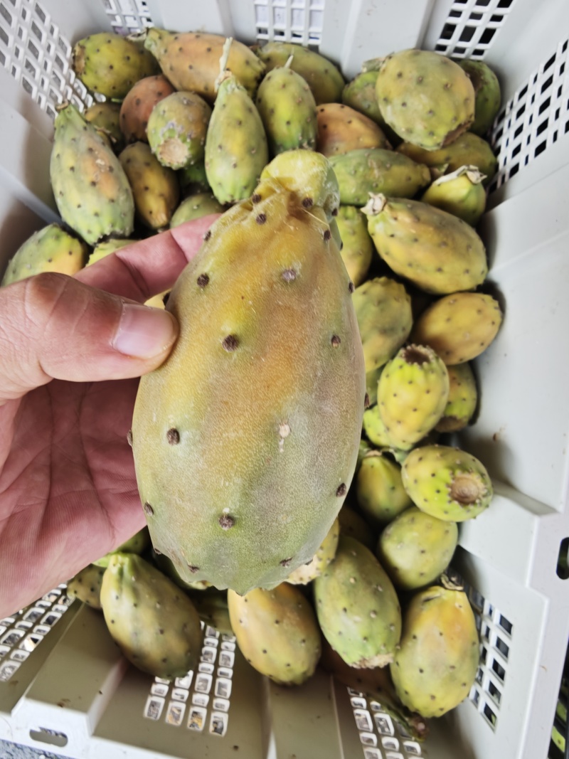 仙人掌果