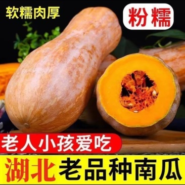 【南瓜】金韩密本南瓜大量供应品质保证代发全国