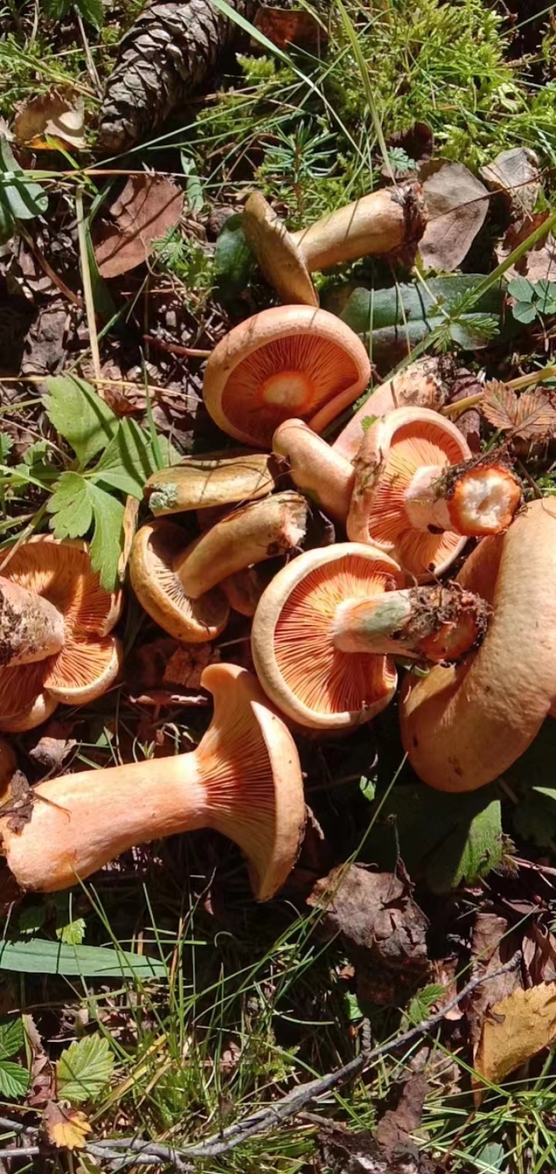野生松树菌