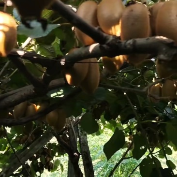 湖南湘西土家族苗族自治州高原猕猴桃