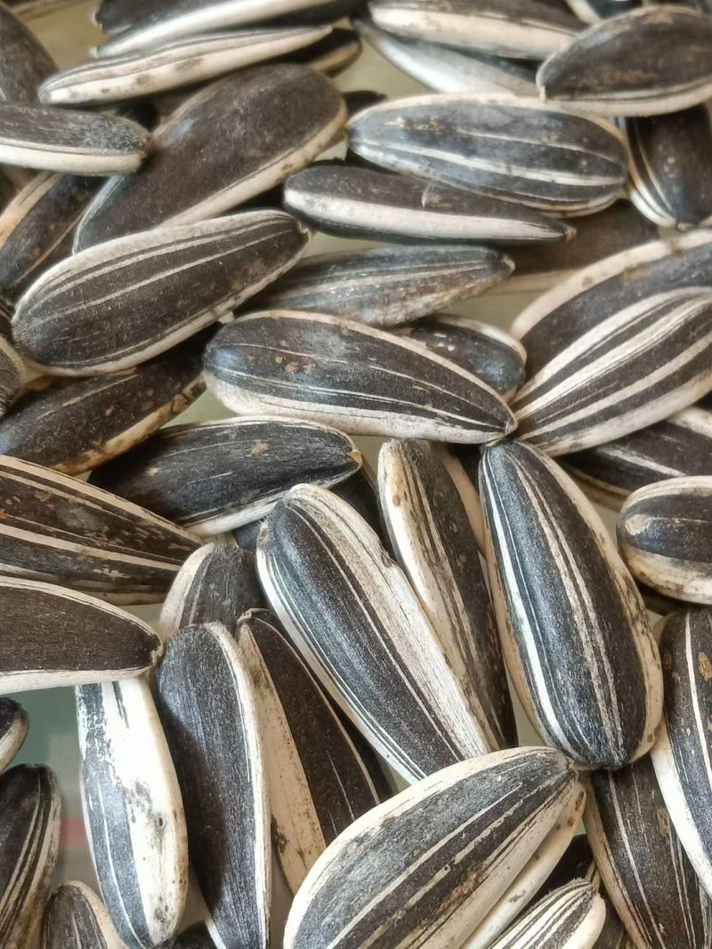 出售内蒙美葵601精品好货900包