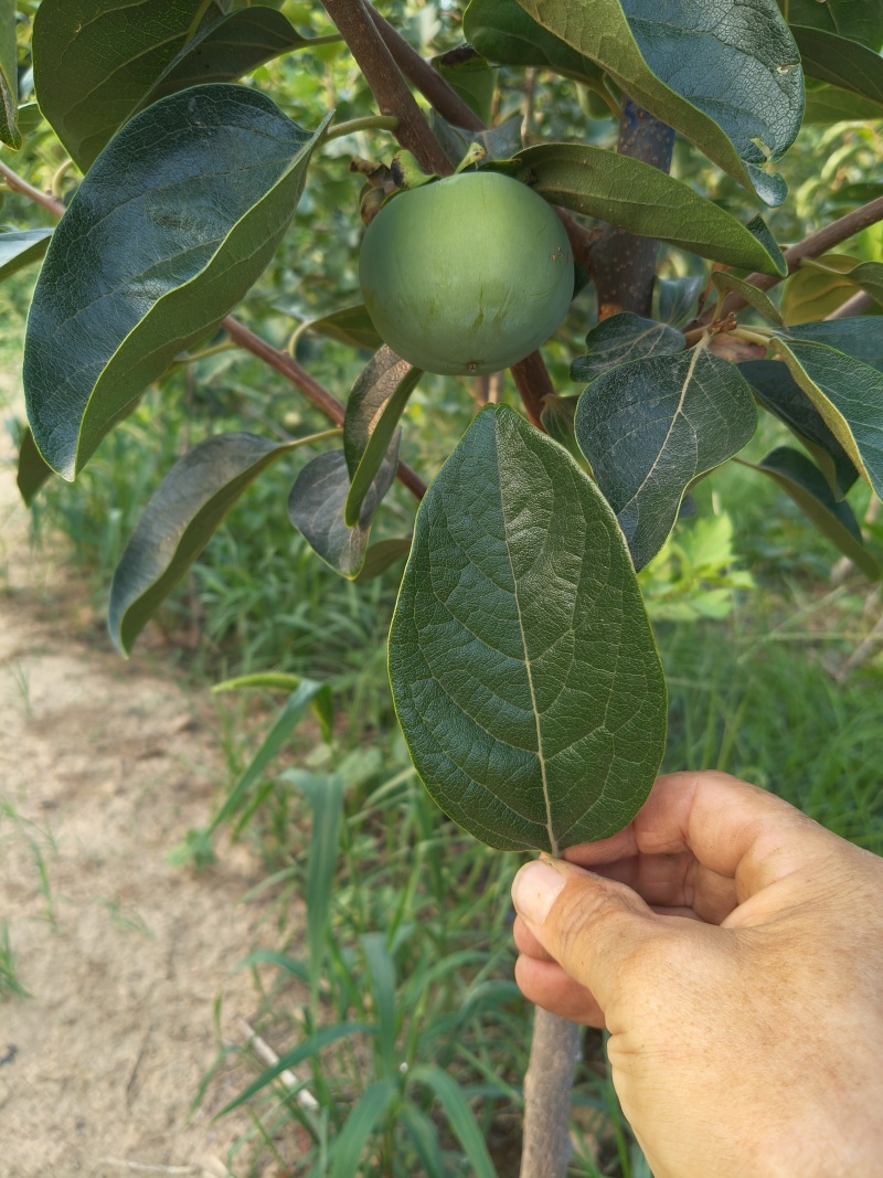 太秋柿子树苗货源充足量大从优质量保证欢迎咨询